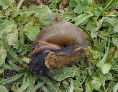 Helminthoglypta nickliniana ramentosa