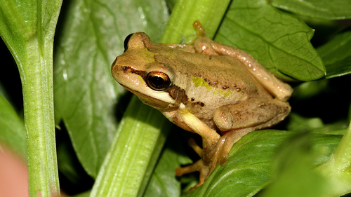 Southern Brown Tree Frog
