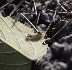 Halysidota cinctipes