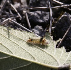 Halysidota cinctipes