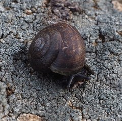 Helminthoglypta nickliniana ramentosa