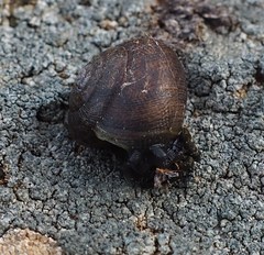 Helminthoglypta nickliniana ramentosa