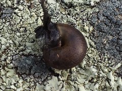 Helminthoglypta nickliniana ramentosa