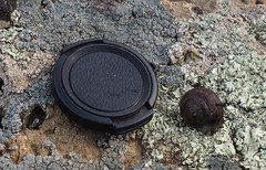 Helminthoglypta nickliniana ramentosa