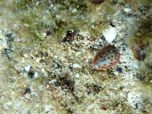 Naria helvola observed 2023-06-03