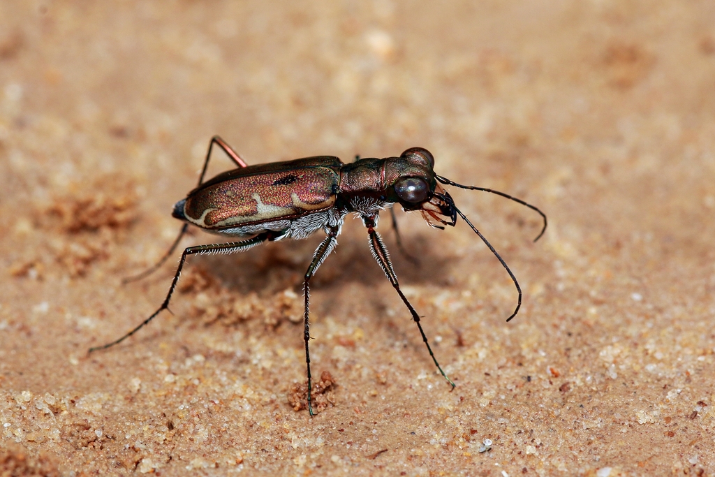 Myriochila dubia