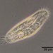 Ciliates - Photo (c) Don Loarie, some rights reserved (CC BY), uploaded by Don Loarie