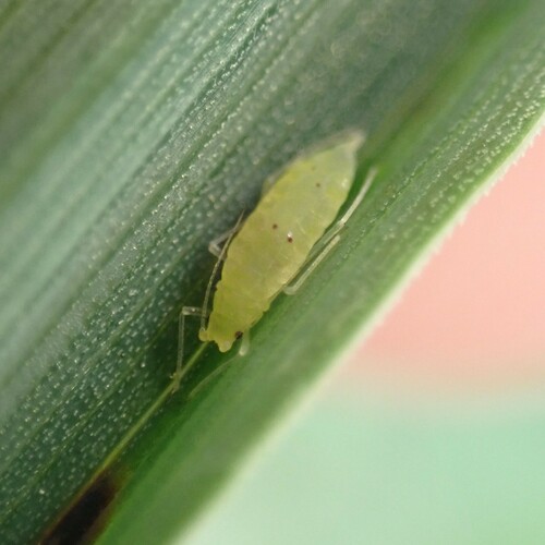 Cocksfoot Aphid