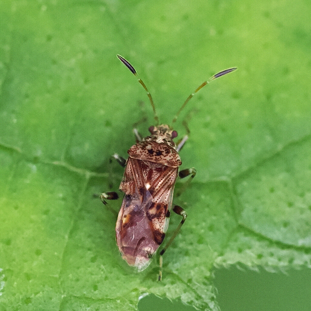 Bryanellocoris orientalis