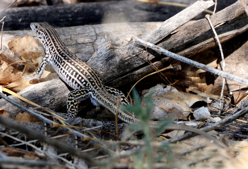 Colorado Checkered Whiptail
