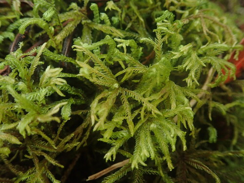 Plagiochila ramosissima