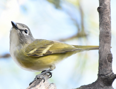 Vireo cassinii lucasanus