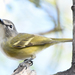San Lucan Vireo - Photo (c) Steven Mlodinow, some rights reserved (CC BY-NC), uploaded by Steven Mlodinow