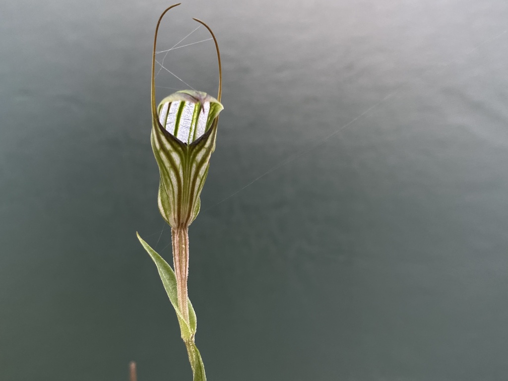 Pterostylis alata