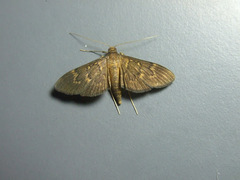 Pilocrocis stephanorma