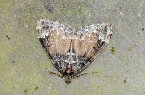Marbled Carpet Moth, 6721 Bennekom, Nederland, photo 8 of 10