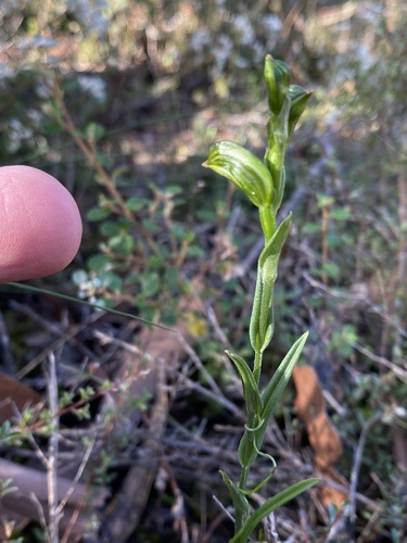Image of Pterostylis smaragdyna by (c) John Van Den Nouwelant, some rights reserved (CC BY)