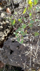 Rhus aromatica simplicifolia