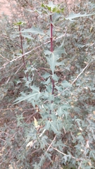 Berberis haematocarpa