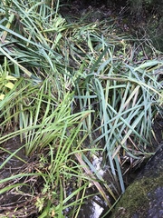 Carex pendula