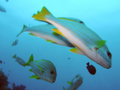 Goldenlined Sweetlips photo 3