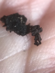 Montanelia disjuncta