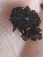 Montanelia disjuncta