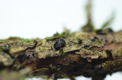 Tryblidiopsis pinastri