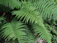 Dryopteris cycadina
