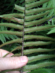 Dryopteris cycadina