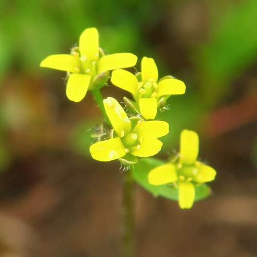 Draba stenoloba observed 2023-06-07