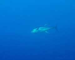 Thunnus albacares