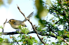 Granatellus venustus