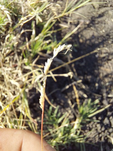 Moorochloa eruciformis iNat (2)