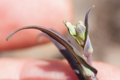 Streptanthus diversifolius