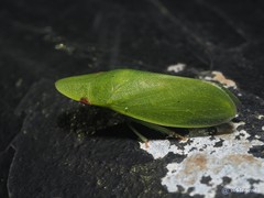 Petalocephala