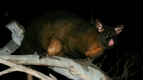 Common Brushtail Possum, photo 8 of 8