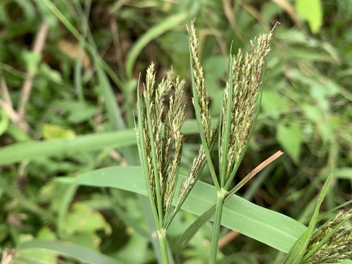 Cyperus nutans iNat (1)