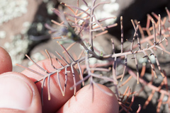 Streptanthus diversifolius