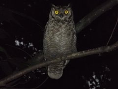 Bubo virginianus magellanicus