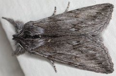 Pleromelloida cinerea