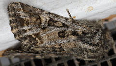 Miodera stigmata