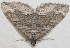 Perizoma custodiata