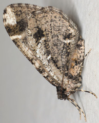 Stamnodes albiapicata