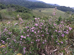 Lantana fucata