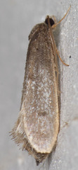Tinea occidentella