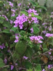 Lantana fucata