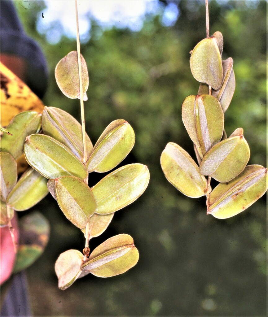 Dioscorea hispida, Namtok Chat Trakan National Park, Chat Trakan, Province de Phitsanulok 65170, Thaïlande, by missour