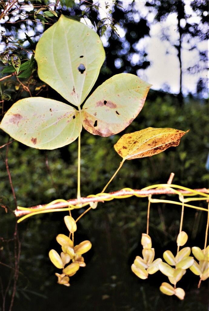 Dioscorea hispida, Namtok Chat Trakan National Park, Chat Trakan, Province de Phitsanulok 65170, Thaïlande, by missour