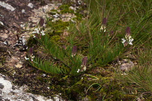 Aeollanthus subacaulis var. linearis image